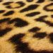 Mohawk Prismatic Cheetah Spots Neutral Room Scene