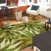 Mohawk Prismatic Verde Palm Green Room Scene