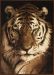 United Weavers Legends Tiger Portrait Multi 5'3" x 7'2" Collection