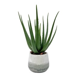 Veranda - Indoor-Outdoor Aloe Plant - Gray / Green
