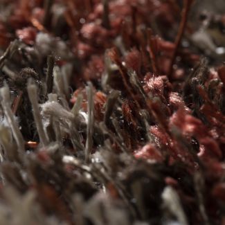 Dalyn Arturro At1 Paprika