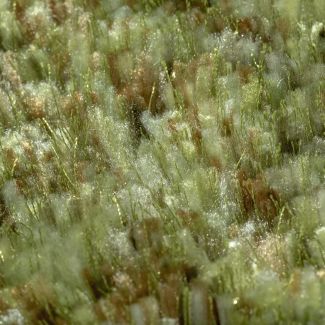 Dalyn Cabot Ct1 Moss 0'0