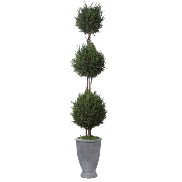 Cypress Triple - Topiary - Green