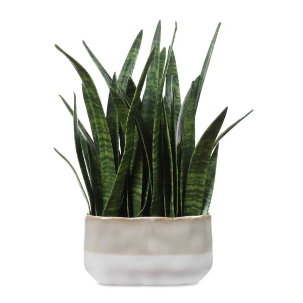 Sansera Snake - Accent Plant - Green