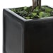 Preserved Boxwood - Square Topiaries (Set of 2) - Black