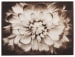 Phiala - Brown - Wall Art