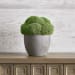 Cale - Moss Accent - Green