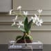 Clovis - Orchid Drop-In - White