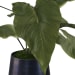 Mari Calla - Accent Plant - Blue