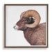 Big Horn - Sheep Framed Print - Black / Brown / White