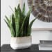 Sansera Snake - Accent Plant - Green