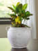 Meadie - Distressed White - 9" Vase