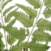 Country - Ferns (Set of 2)