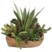 Salar - Succulents In Teak Bowl - Light Brown