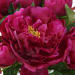 Prima - Peony Bouquet - Pink