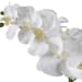 Cami - Orchid - White