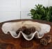 Clam - Shell Bowl - Beige