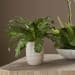 Verdure Fern - In Glazed Pot - White