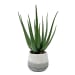 Veranda - Indoor-Outdoor Aloe Plant - Gray / Green