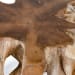 Cypress - Teak Root Coffee Table - Natural