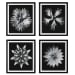 Contemporary Floret - Framed Prints (Set of 4) - Black