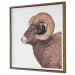 Big Horn - Sheep Framed Print - Black / Brown / White