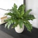 Verdure Fern - In Glazed Pot - White