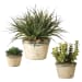 La Costa Greenery - Greenery (Set of 3) - Beige