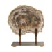 Petrified - Wood Sculpture - Bronze / Brown / Woodtone