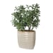 Crassula Jade - Accent Plant - Beige