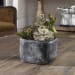 Alverio - Desert Garden Succulents - Pearl Silver