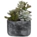 Alverio - Desert Garden Succulents - Pearl Silver