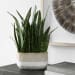 Sansera Snake - Accent Plant - Green