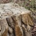 Teak Root - Bunching Cube - Light Brown