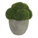 Cale - Moss Accent - Green