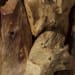 Driftwood - Glass Top Large Coffee Table