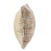 Shades - Performance Vicoramel14' x 26' - Multi