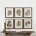 Seedlings - Framed Prints (Set of 6) - Green