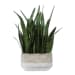 Sansera Snake - Accent Plant - Green