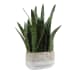Sansera Snake - Accent Plant - Green