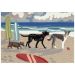 Liora Manne Frontporch Dog Beach Blue Collection