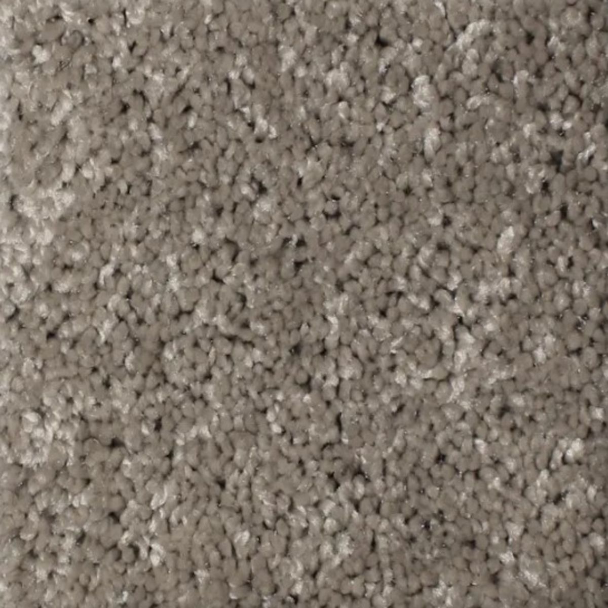 Carpet | PHENIX FIRST LIGHT SOLAR | Flooring Liquidators