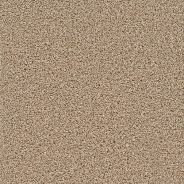 Dream Weaver Broadcast Camel Collection
