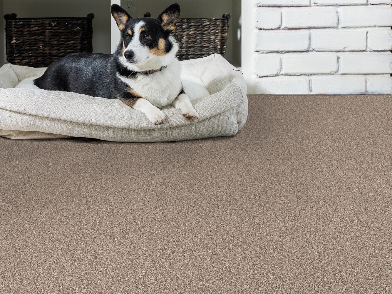 Shaw Floors Pet Perfect Remixed Classic Folklore 00101_5E679