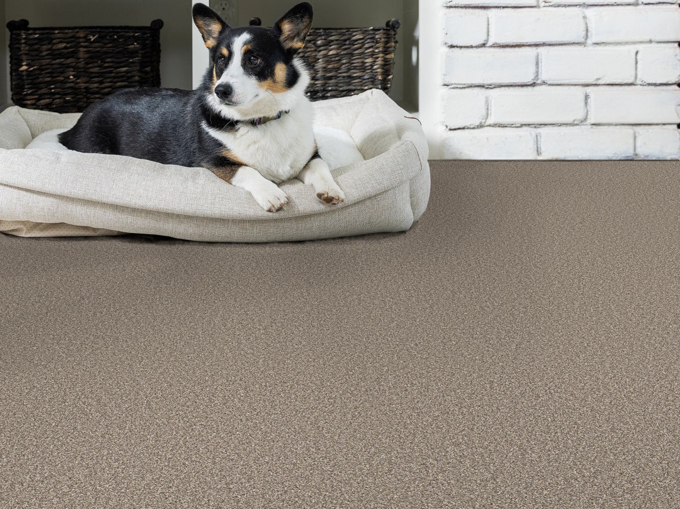 Shaw Floors Pet Perfect Remixed Classic Nutria 00102_5E679