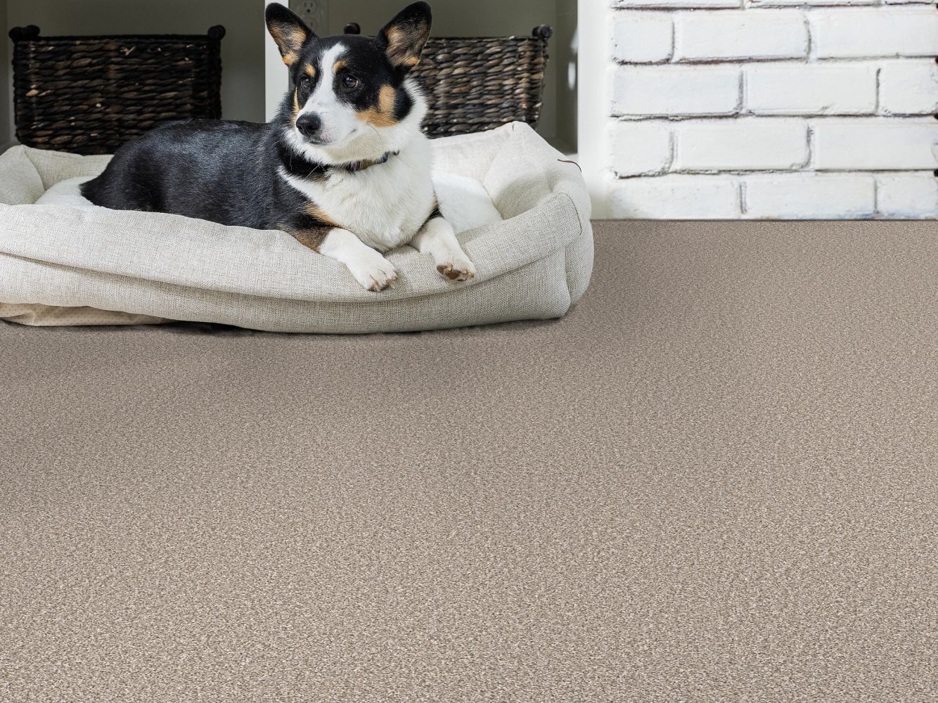 Shaw Floors Pet Perfect Remixed Classic Pebble 00115_5E679