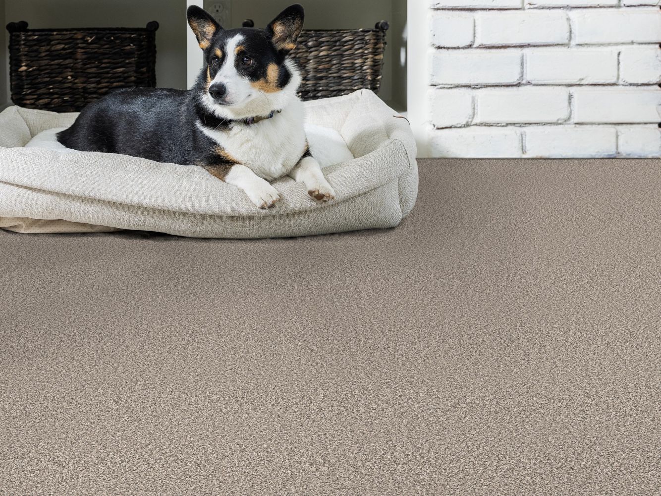 Shaw Floors Pet Perfect Remixed Classic Vapor 00520_5E679