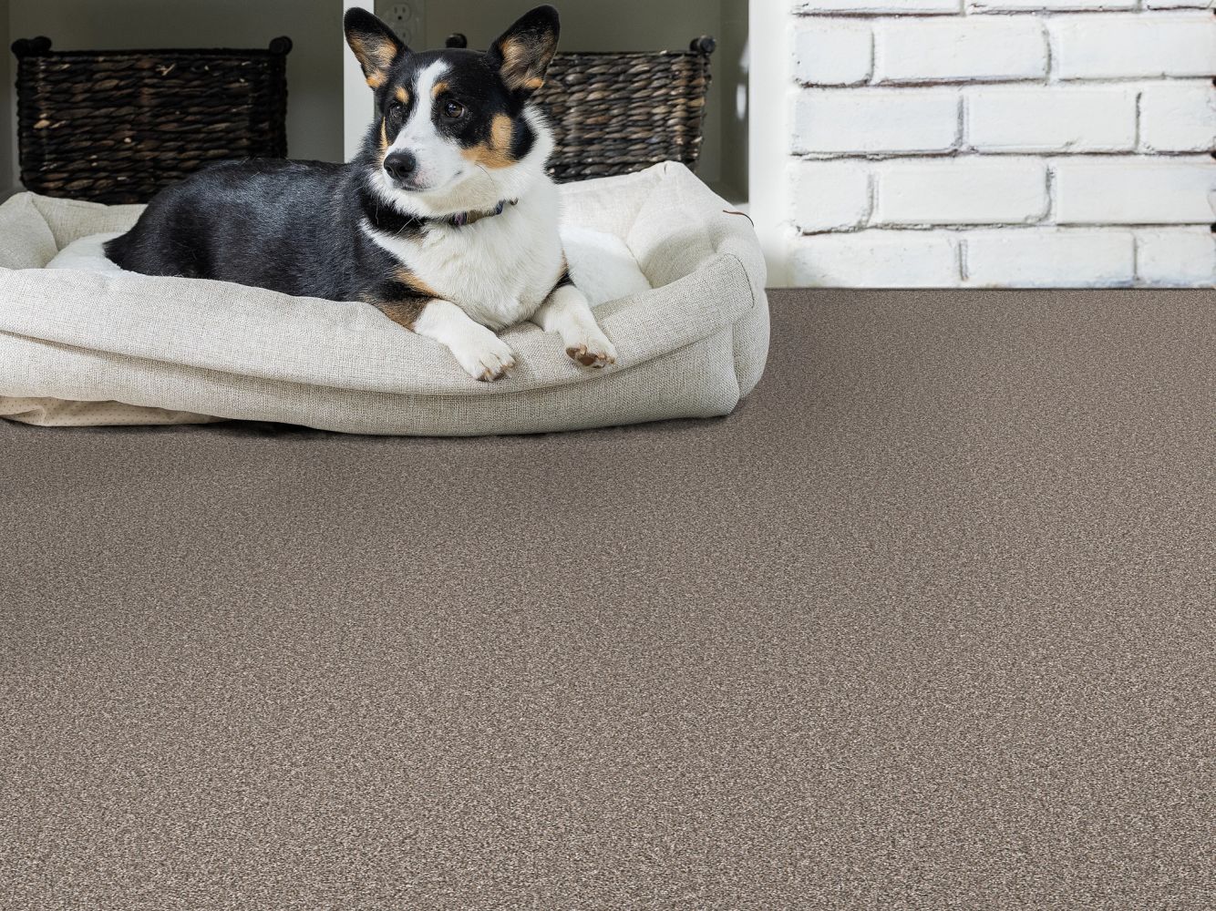 Shaw Floors Pet Perfect Remixed Classic Nature Trail 00700_5E679