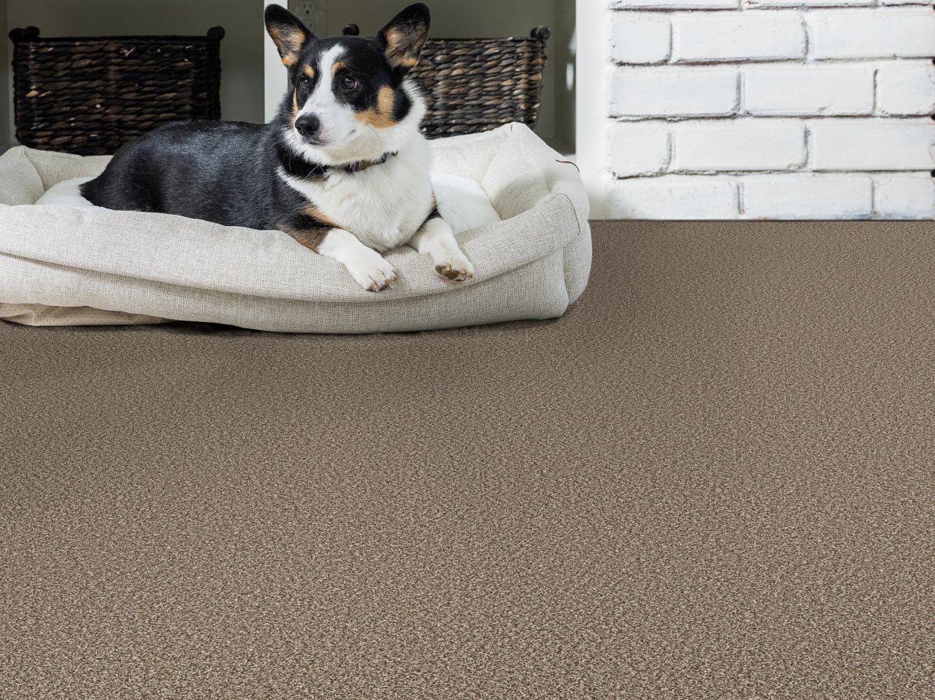 Shaw Floors Pet Perfect Remixed Classic Dry Creek 00715_5E679