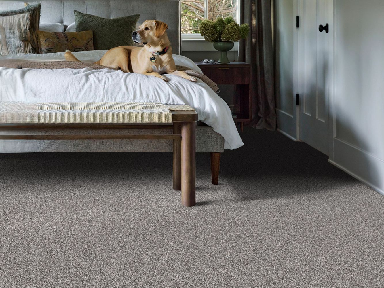 Shaw Floors Pet Perfect Plus Secret Journey Graphic 00522_5E875